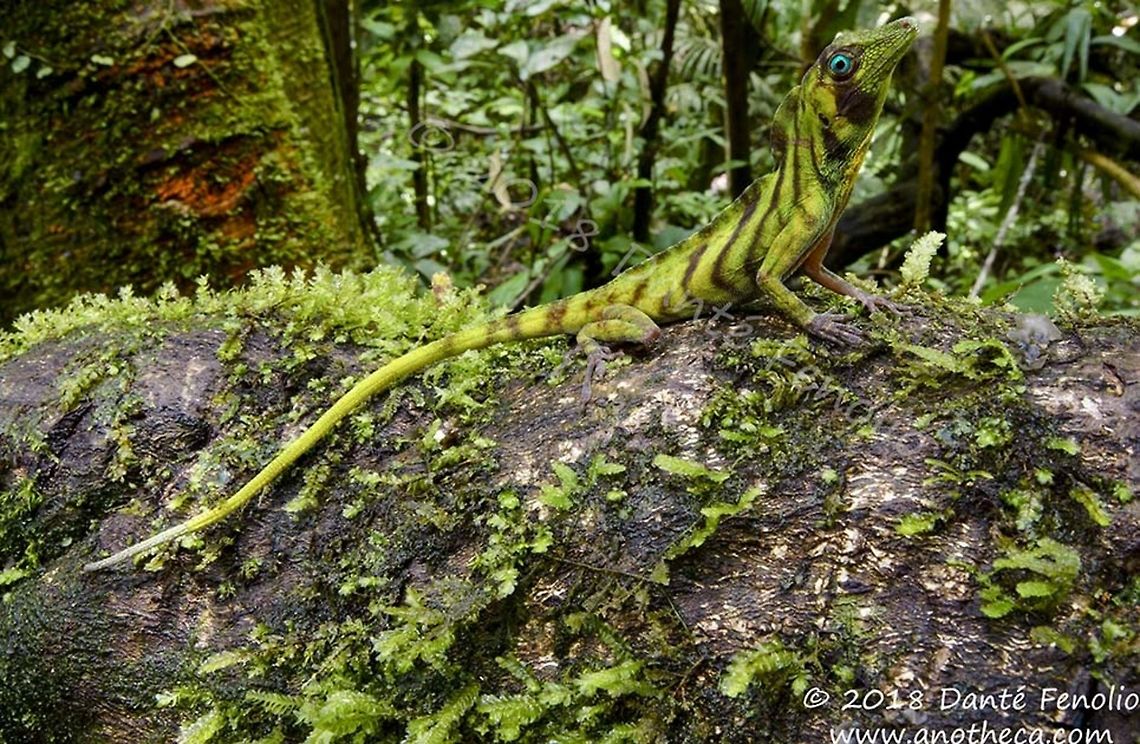 The Banded Tree Anole (Anolis transversalis) - male The Banded Tree Anole (Anolis transversalis) stands out, not only owing to its size and beauty but also because the females are as strikingly colored as the males. Reaching about 25cm (10 inches) in length, these delicate tree dwellers are restricted to lowland rainforests in the Amazon Basin. They are active by day, hunting for insects in small understory trees where they live. When threatened they tend to clasp a branch and press tightly to it, remaining motionless and relying upon their cryptic green coloration for protection. By night they can be found asleep in the same position. The striking eye colors make them a favorite among wildlife enthusiasts visiting to the region.  This is a wide angle, natural light shot taken in the rainforests along the R&iacute;o Maz&aacute;n (Loreto, Peru) using a 10-20mm lens &ndash; September 2018 &ndash; during the Amazonian photography trip that I organized.  Rainforests around the world are going fast. Not sure abut you but I'd rather have a moss covered tree in a tropical forest, with things like this living on it, than a skyscraper... ten times out of ten.  Get involved!  Support any conservation organization with which you connect.  They need financial help more now than ever before.  Lets not be the generation that let all of this slip away. Anolis transversalis,Banded Tree Anole