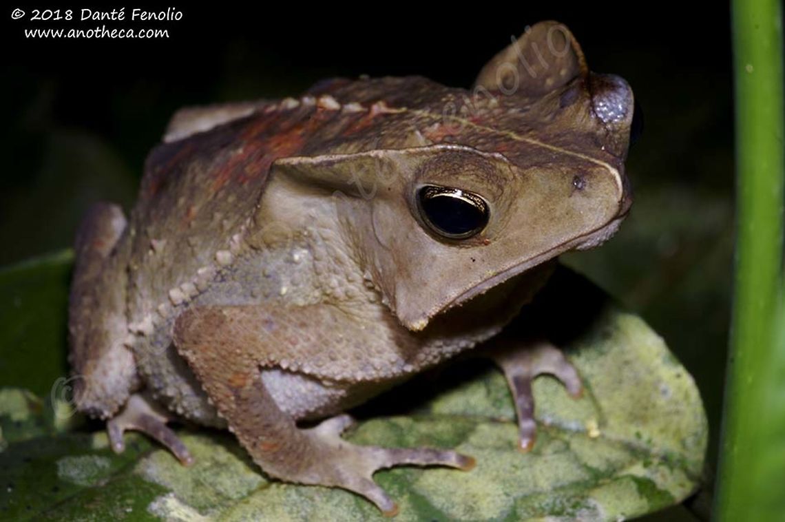 Rhinella margaritifer complex, female, Rio Mazan, Loreto, Peru, September 2018  Rhinella margaritifera,South American common toad