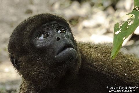 Silvery Woolly Monkey (Lagothrix poeppigii) at Monkey Island rehabilitation facility, Amazon River, September 2018 The Silvery Woolly Monkey (Lagothrix poeppigii) is one of four similar species that range primarily in South America’s Amazon Basin. Living in groups of up to 45 individuals, these large primates most often occur in mature upland tropical forest. Each group is controlled by an alpha male. When foraging, they split into small cells consisting on 2-6 monkeys. They are herbivores and frugivores but also consume a variety of nuts and invertebrates. Silvery Woolley Monkeys are preyed upon by large cats, Harpy Eagles, and especially humans, who seek them as food and for the pet trade. Lagothrix poeppigii,Silvery woolly monkey