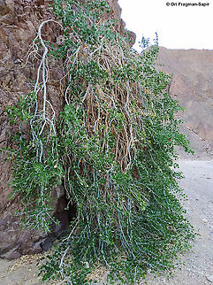 Capparis cartilaginea  Capparis cartilaginea,Geotagged,Israel,Summer