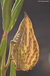 Gomphocarpus sinaicus  Geotagged,Gomphocarpus sinaicus,Israel,Summer
