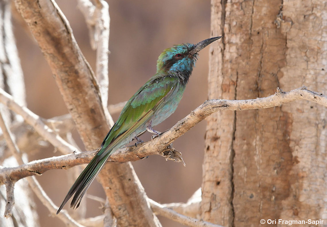 Merops orientalis  Geotagged,Green bee-eater,Israel,Merops orientalis,Summer