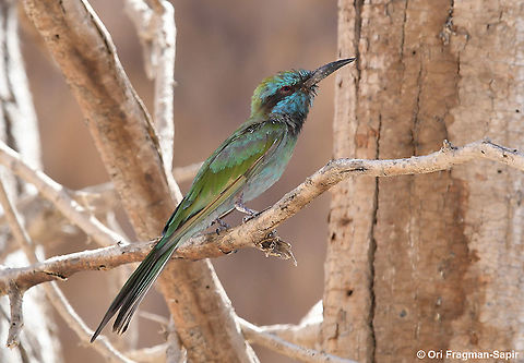 Merops orientalis  Geotagged,Green bee-eater,Israel,Merops orientalis,Summer