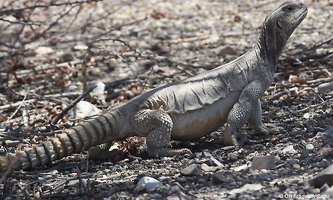 Uromastyx aegyptia  Uromastyx aegyptia