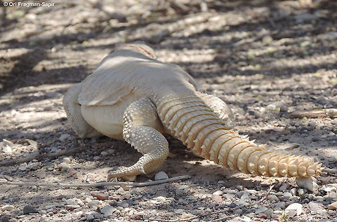 Uromastyx aegyptia  Geotagged,Israel,Summer,Uromastyx aegyptia