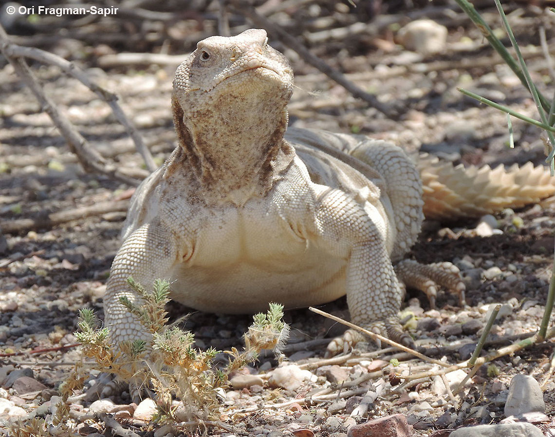 Uromastyx aegyptia  Geotagged,Israel,Summer,Uromastyx aegyptia