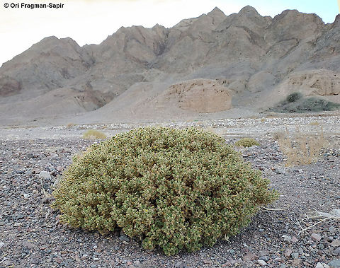 Cleome droserifolia  Cleome droserifolia,Geotagged,Israel,Summer