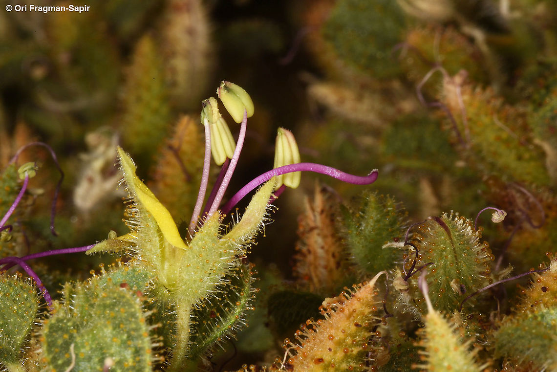 Cleome droserifolia  Cleome droserifolia,Geotagged,Israel,Summer