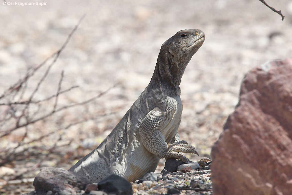 Uromastyx aegyptia  Geotagged,Israel,Summer,Uromastyx aegyptia