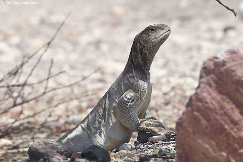 Uromastyx aegyptia  Geotagged,Israel,Summer,Uromastyx aegyptia