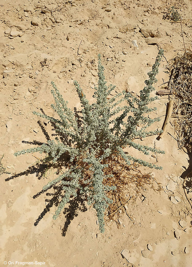 Artemisia judaica  Artemisia judaica,Geotagged,Israel,Summer