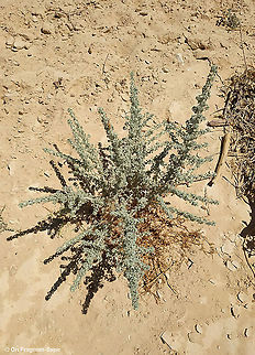 Artemisia judaica