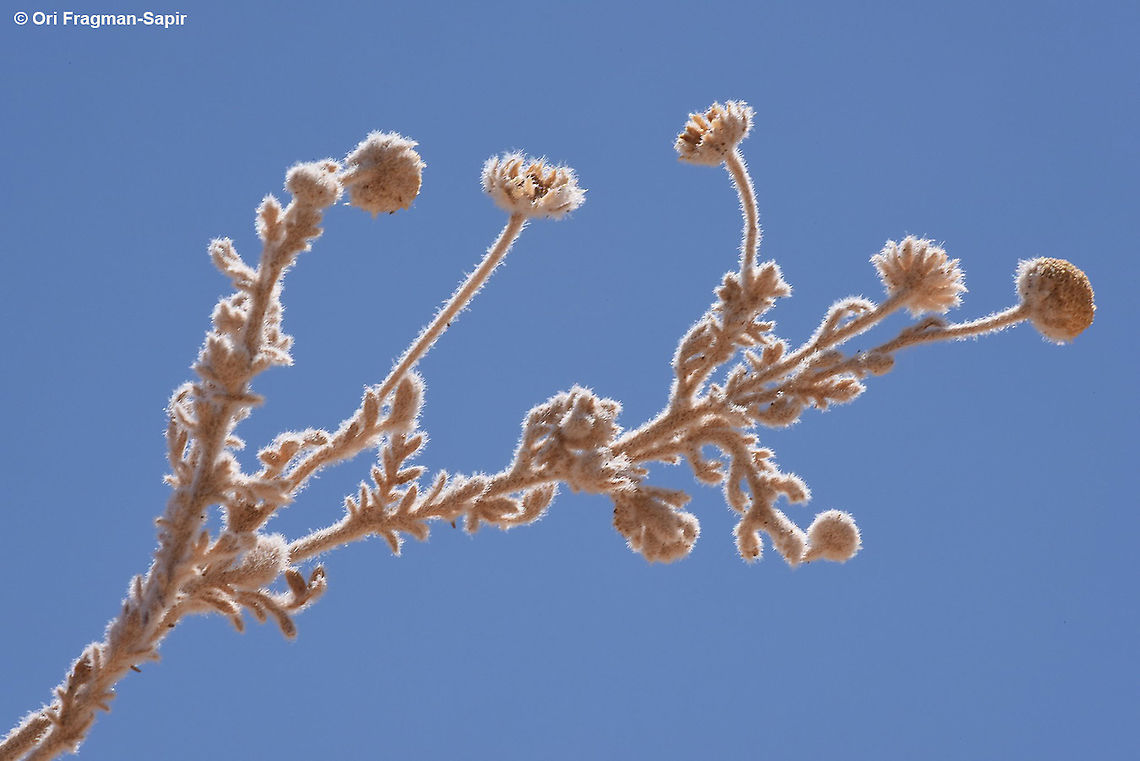 Brocchia cinerea (=Cotula cinerea)  Brocchia cinerea,Geotagged,Israel,Summer