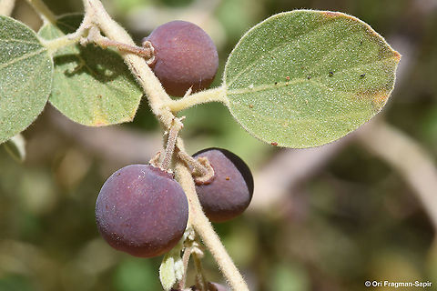 Ziziphus nummularia  Ziziphus nummularia