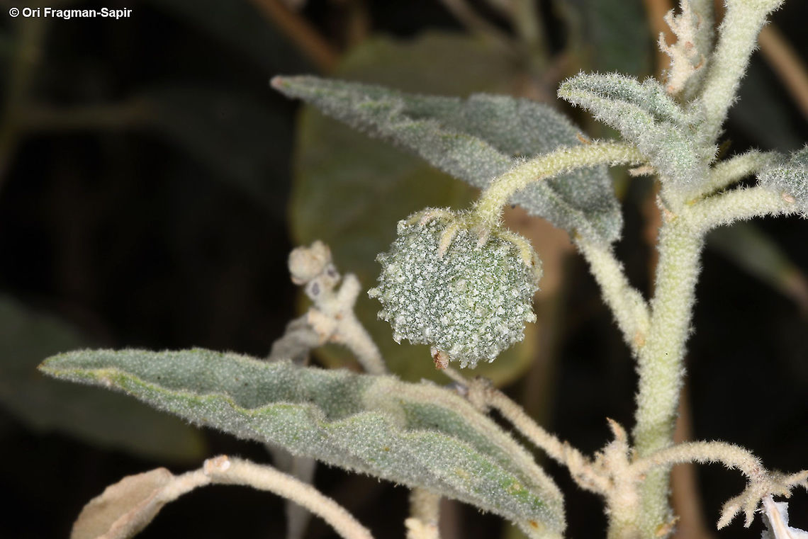 Chrozophora oblongifolia  Chrozophora oblongifolia,Geotagged,Israel,Summer