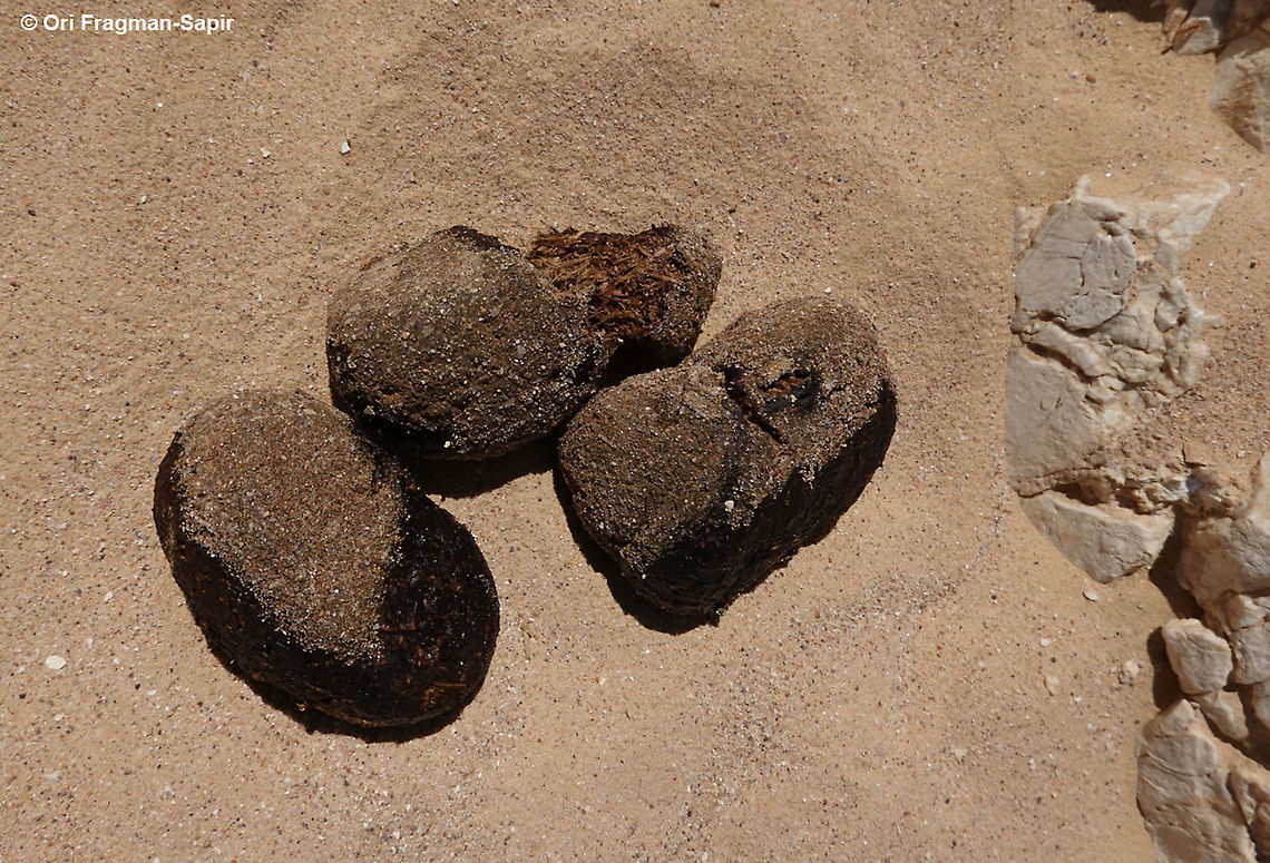 Equus hemionus  Equus hemionus,Geotagged,Israel,Onager,Summer