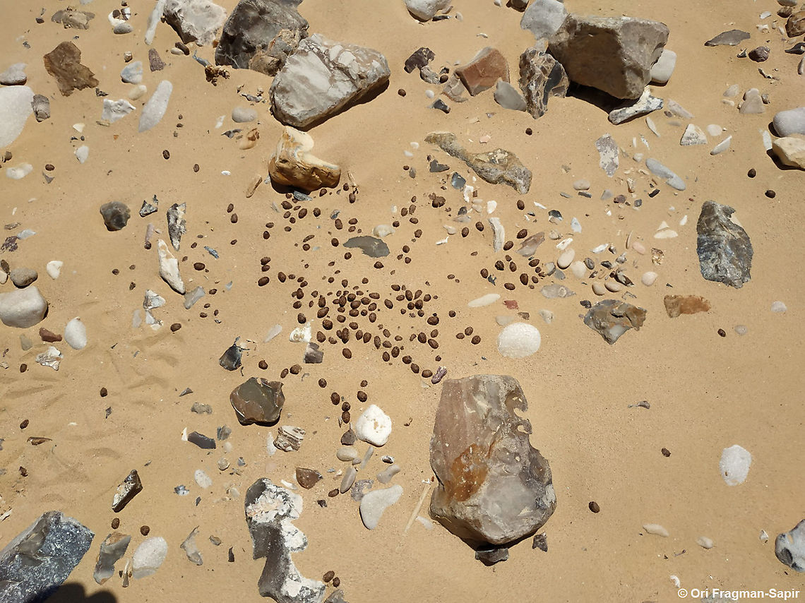 Gazella dorcas droppings  Dorcas gazelle,Gazella dorcas,Geotagged,Israel,Summer