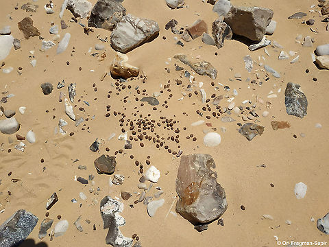 Gazella dorcas droppings  Dorcas gazelle,Gazella dorcas,Geotagged,Israel,Summer