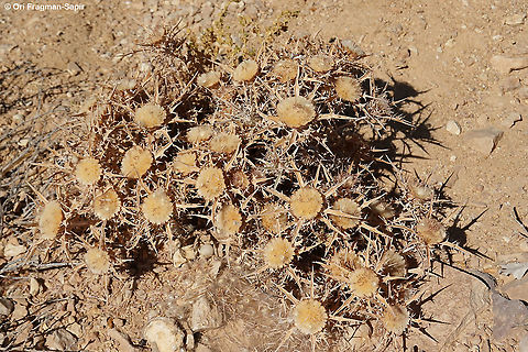 Atractylis phaeolepis