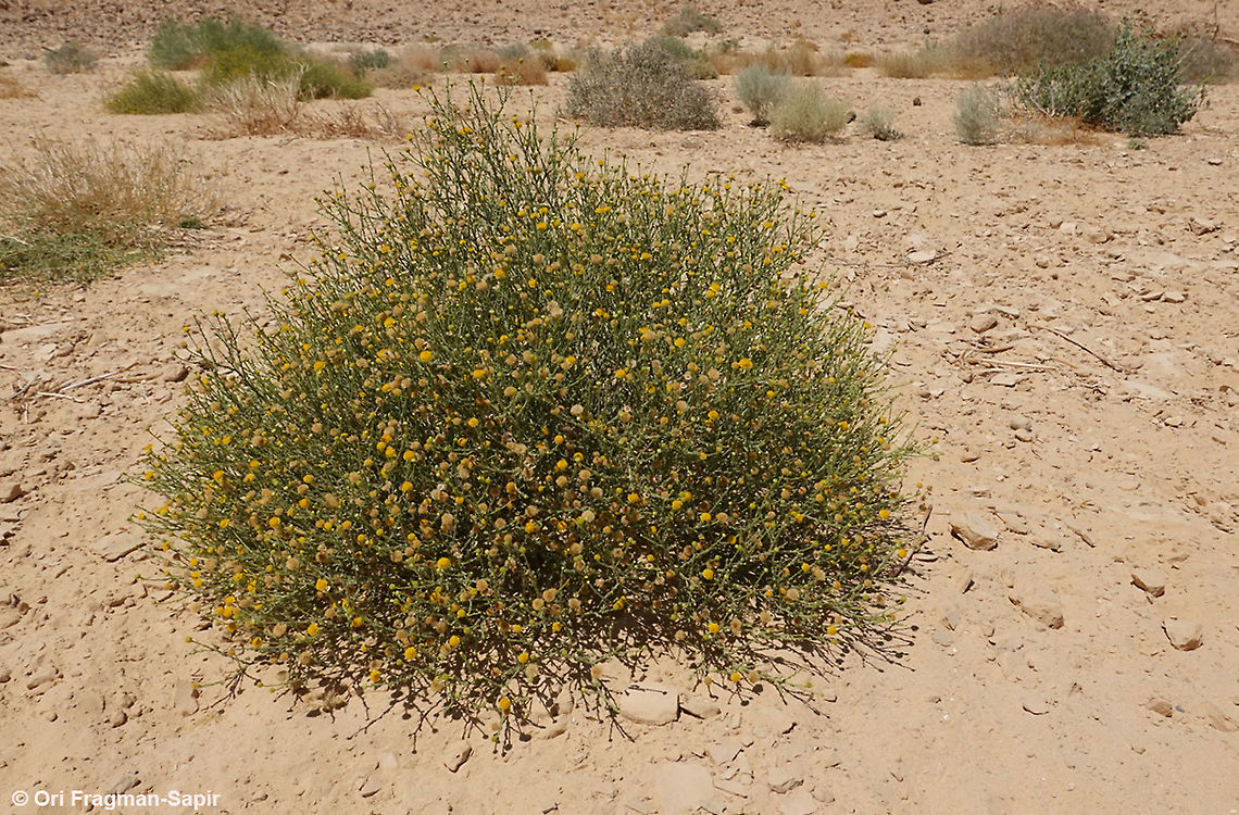 Pulicaria undulata blooms in mid summer  Geotagged,Israel,Pulicaria undulata,Summer