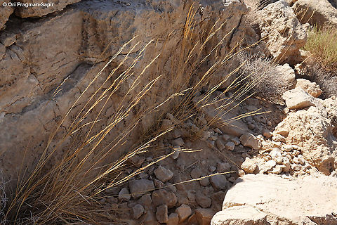 Stipa parviflora after seed dispersal in summer  Geotagged,Israel,Stipa parviflora,Summer