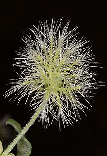 Cometes abyssinica S Israel, Eilat Mts, Mt Zefahot Cometes abyssinica,Cometes surattensis,Geotagged,Israel,Spring