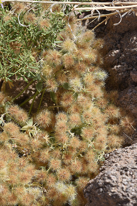 Cometes abyssinica S Israel, Eilat Mts, Mt Zefahot Cometes abyssinica,Cometes surattensis,Geotagged,Israel,Spring