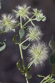 Cometes abyssinica S Israel, Eilat Mts, Mt Zefahot Cometes abyssinica,Cometes surattensis,Geotagged,Israel,Spring