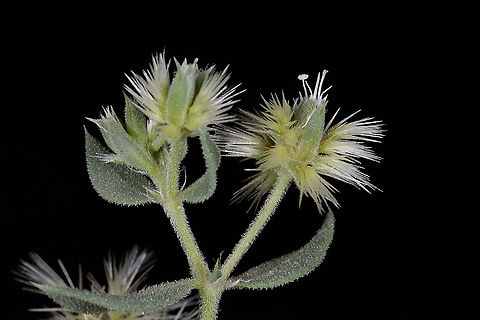 Cometes abyssinica S Israel, Eilat Mts, Mt Zefahot Cometes abyssinica,Cometes surattensis,Geotagged,Israel,Spring