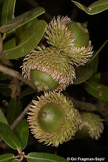 Quercus calliprinos  Geotagged,Palestine oak,Quercus calliprino,Summer