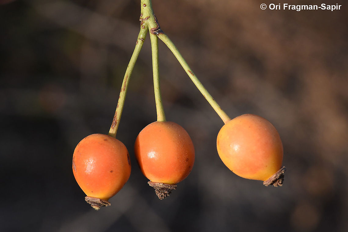 Rosa canina  Dog Rose,Geotagged,Rosa canina,Summer