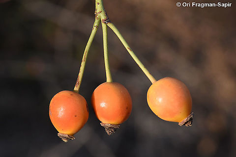 Rosa canina  Dog Rose,Geotagged,Rosa canina,Summer