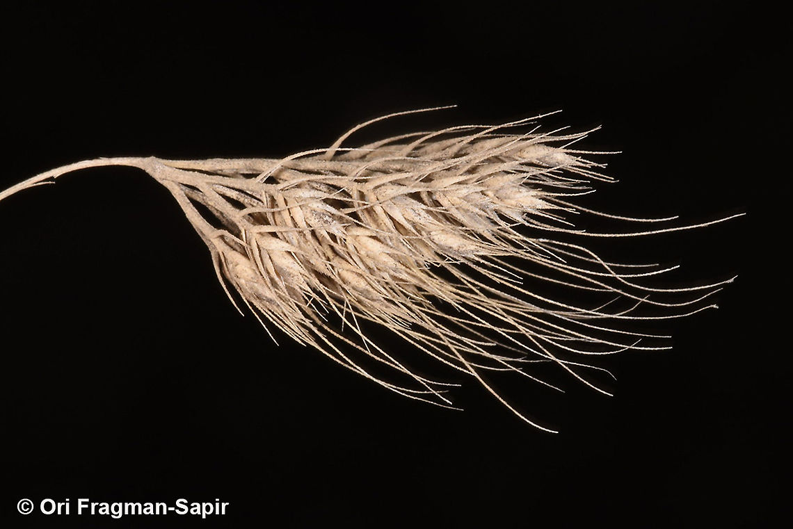 Cynosurus effusus  Cynosurus effusus,Geotagged,Summer