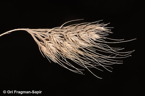 Cynosurus effusus  Cynosurus effusus,Geotagged,Summer