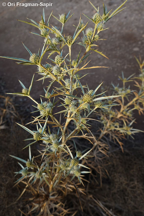 Eryngium glomeratum  Eryngium glomeratum,Geotagged,Summer