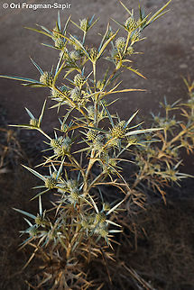 Eryngium glomeratum  Eryngium glomeratum,Geotagged,Summer