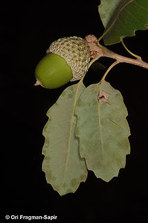 Quercus boissieri  Aleppo oak,Geotagged,Quercus infectoria,Summer