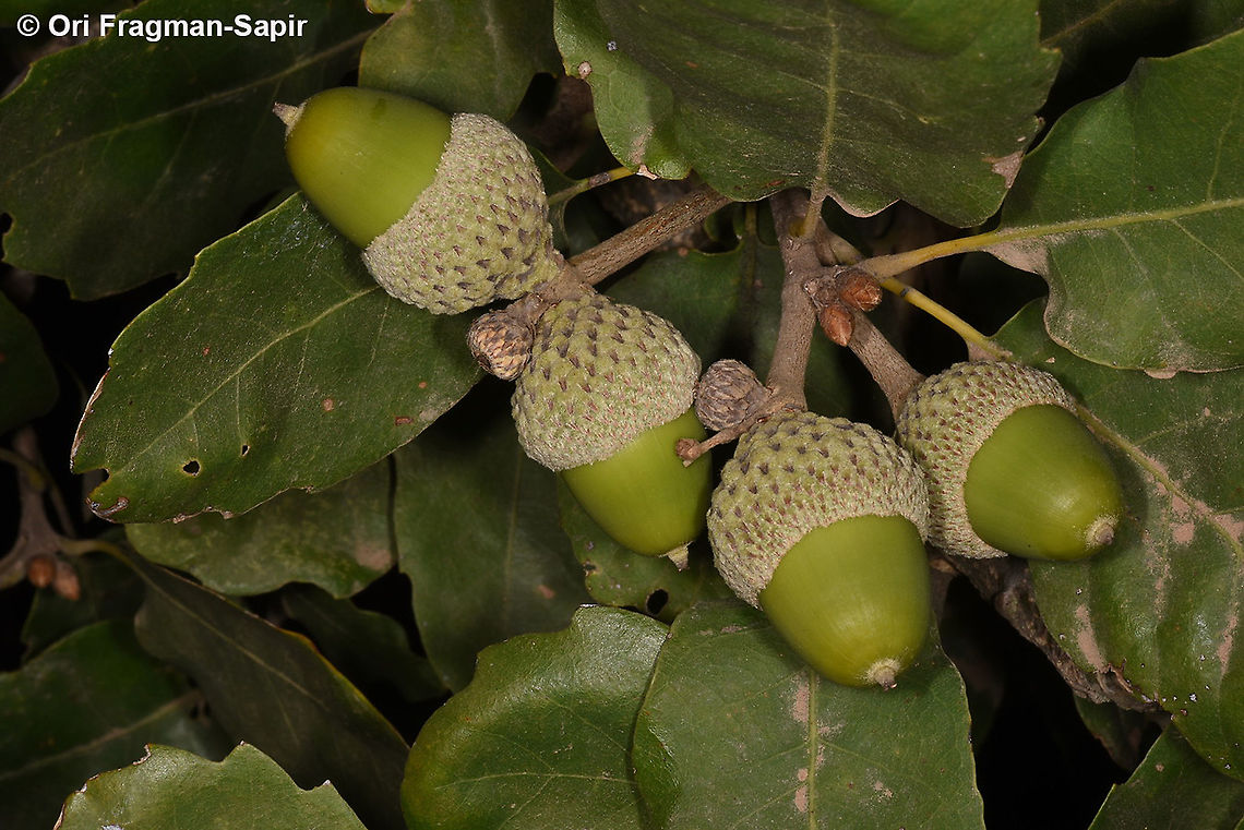 Quercus boissieri  Aleppo oak,Geotagged,Quercus infectoria,Summer