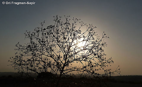 Pimpinella corymbosa  Geotagged,Pimpinella corymbosa,Summer