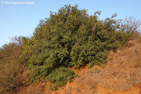 Quercus calliprinos  Geotagged,Palestine oak,Quercus calliprino,Summer