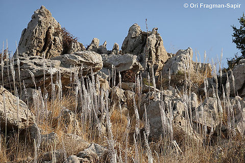 Drimia aphylla  Drimia aphylla,Geotagged,Maritime squill,Summer