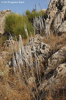 Drimia aphylla  Drimia aphylla,Geotagged,Maritime squill,Summer