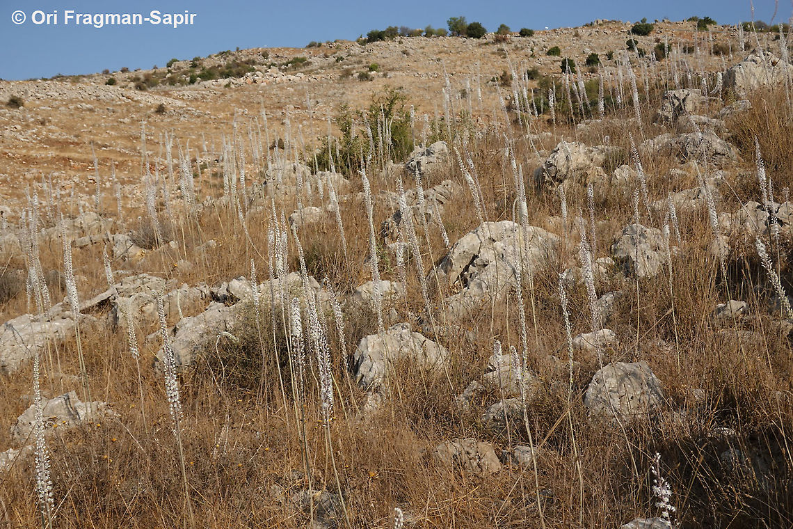 Drimia aphylla  Drimia aphylla,Geotagged,Maritime squill,Summer