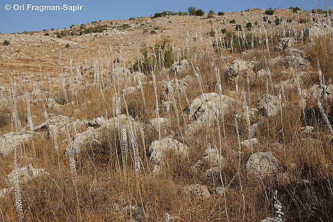 Drimia aphylla  Drimia aphylla,Geotagged,Maritime squill,Summer