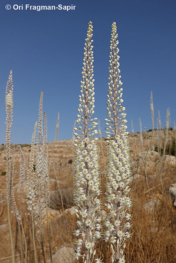 Drimia aphylla  Drimia aphylla,Geotagged,Maritime squill,Summer