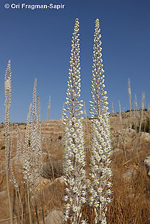 Drimia aphylla  Drimia aphylla,Geotagged,Maritime squill,Summer