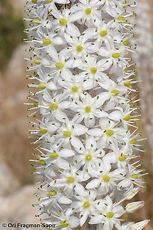 Drimia aphylla  Drimia aphylla,Geotagged,Maritime squill,Summer