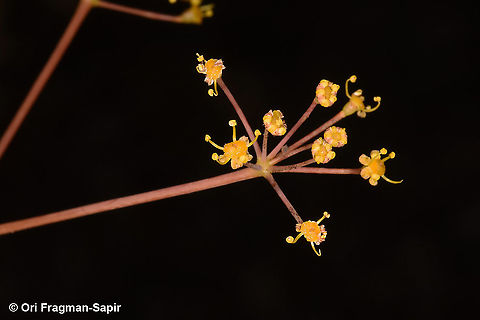 Ferula biverticillata  Ferula biverticillata,Geotagged,Summer