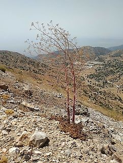 Ferula biverticillata  Ferula biverticillata,Geotagged,Summer