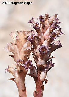 Orobanche hermonis  Geotagged,Orobanche hermonis,Summer